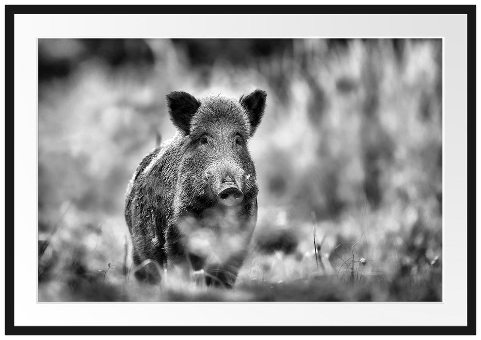 Pixxprint Stolzes Wildschwein im Wald, im Galerie-Passepartout Bilderrahmen