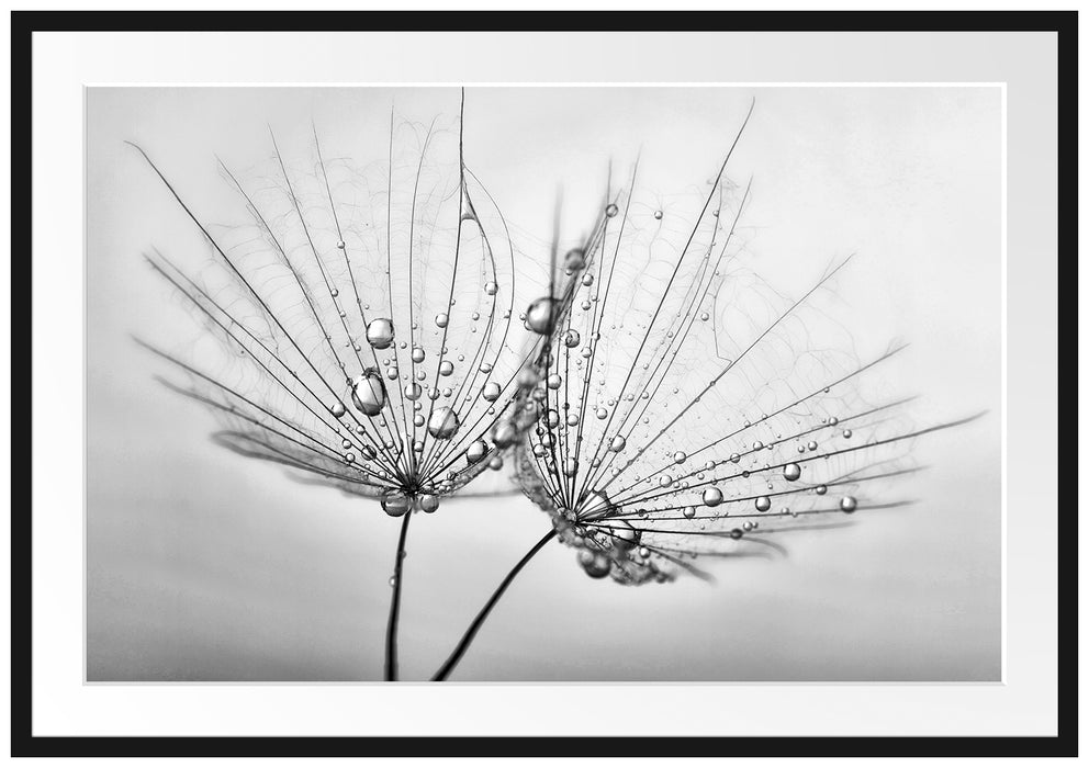 Pixxprint Pusteblumen mit Tautropfen, im Galerie-Passepartout Bilderrahmen