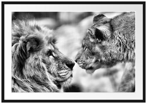 Verliebtes Löwenpaar Passepartout 100x70