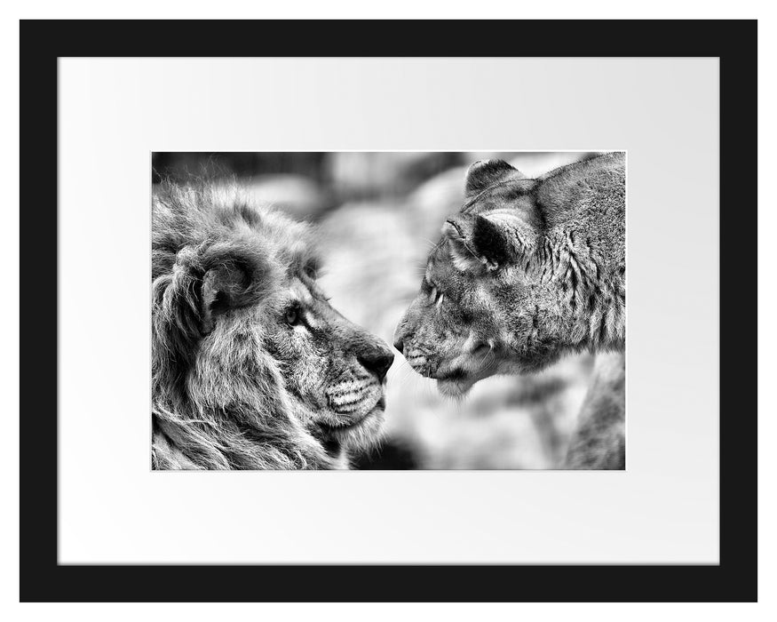 Verliebtes Löwenpaar Passepartout 38x30