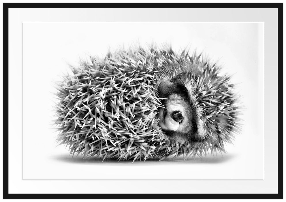 Pixxprint kleiner niedlicher Baby Igel, im Galerie-Passepartout Bilderrahmen