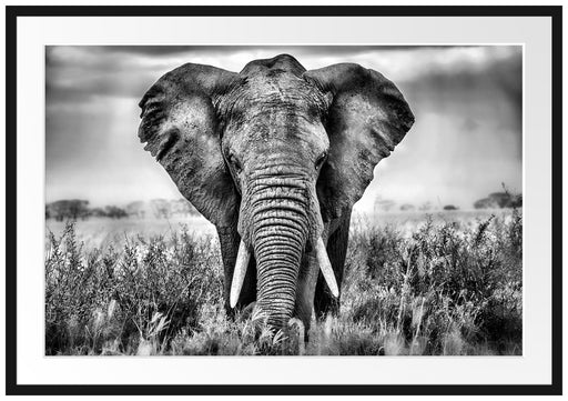 Imposanter Elefant Passepartout 100x70