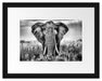 Imposanter Elefant Passepartout 38x30