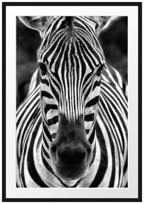 Pixxprint Zebra Porträt, im Galerie-Passepartout Bilderrahmen