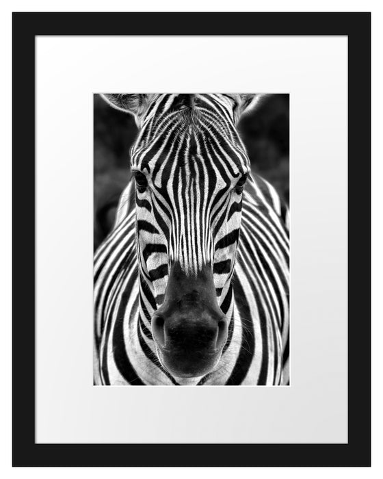 Zebra Porträt Passepartout 38x30