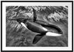 Orca im blauen Meer Passepartout 100x70