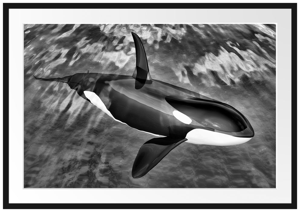 Pixxprint Orca im blauen Meer, im Galerie-Passepartout Bilderrahmen