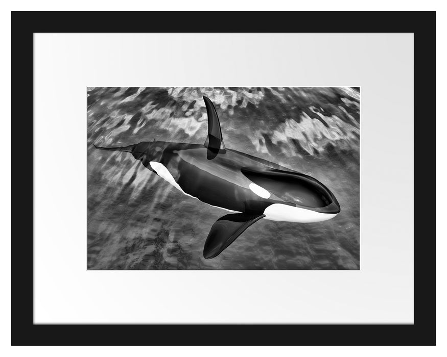 Orca im blauen Meer Passepartout 38x30