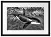 Orca im blauen Meer Passepartout 55x40