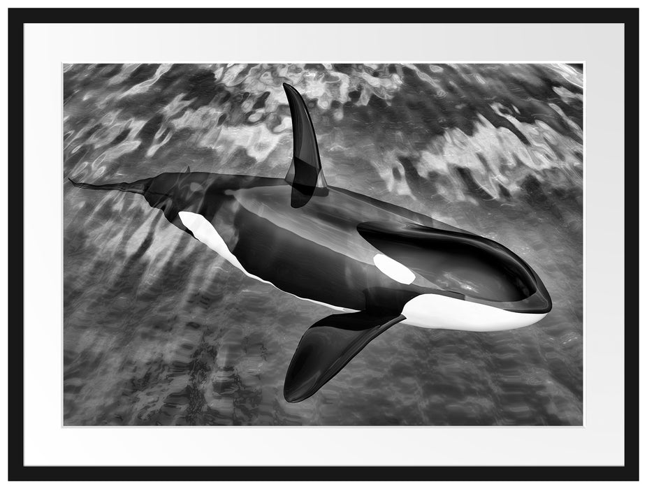 Orca im blauen Meer Passepartout 80x60