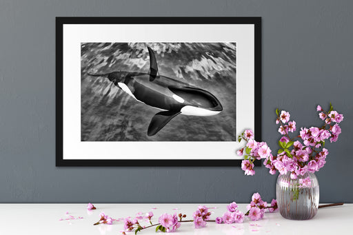 Orca im blauen Meer Passepartout Wohnzimmer