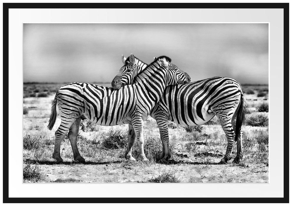 Pixxprint Schmusende Zebras, im Galerie-Passepartout Bilderrahmen