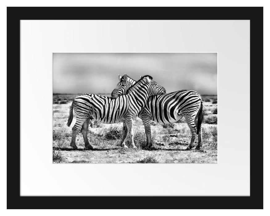 Schmusende Zebras Passepartout 38x30
