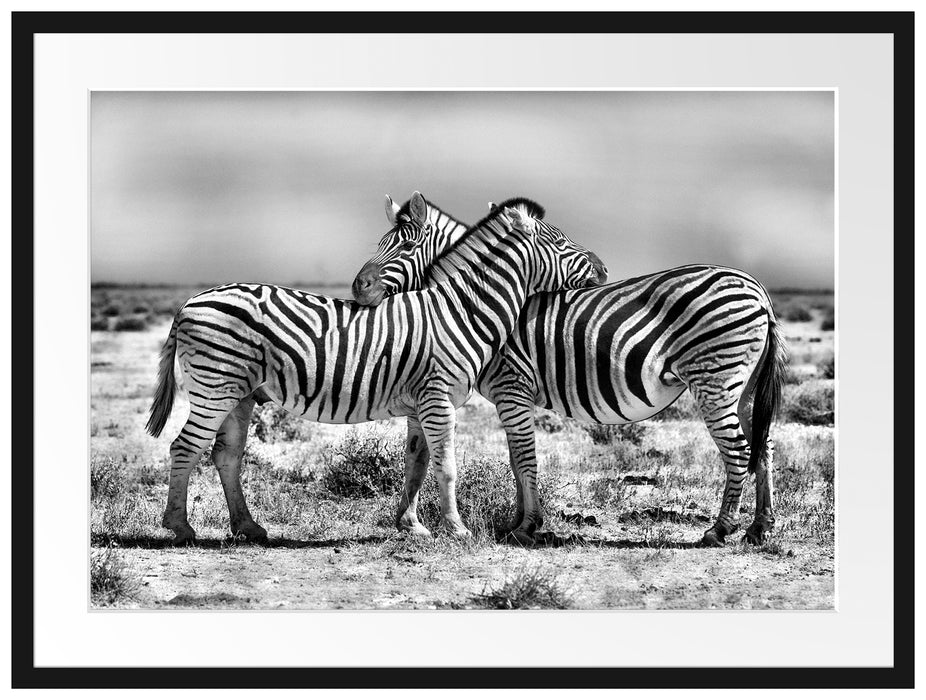 Schmusende Zebras Passepartout 80x60