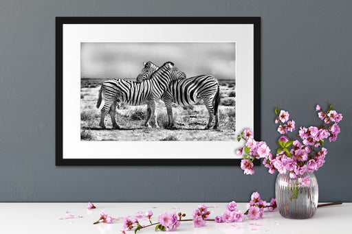 Schmusende Zebras Passepartout Wohnzimmer