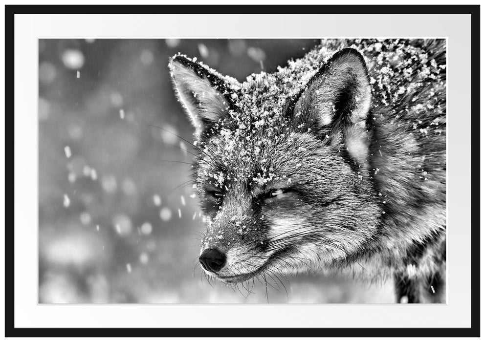 Pixxprint Fuchs im Schnee, im Galerie-Passepartout Bilderrahmen
