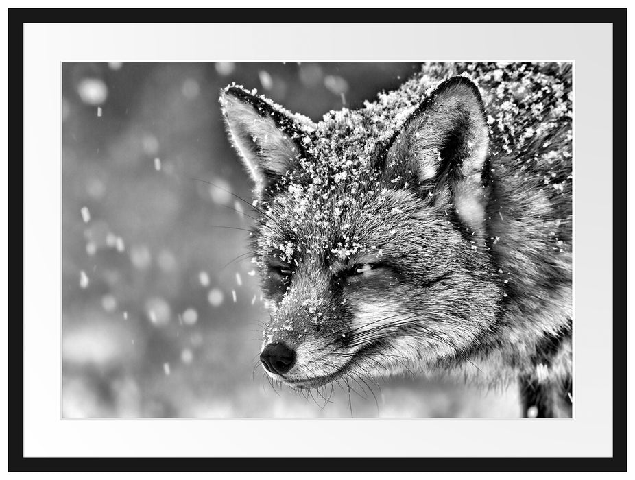 Fuchs im Schnee Passepartout 80x60