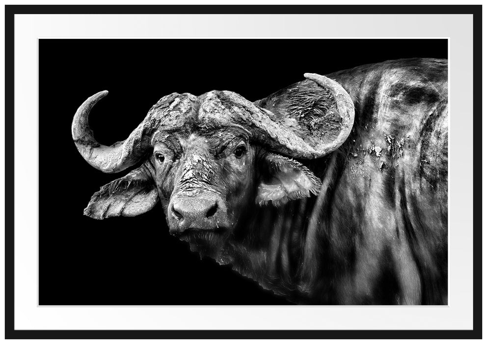 Pixxprint Dark Wasserbüffel, im Galerie-Passepartout Bilderrahmen