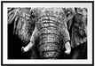Elefant Porträt Passepartout 100x70
