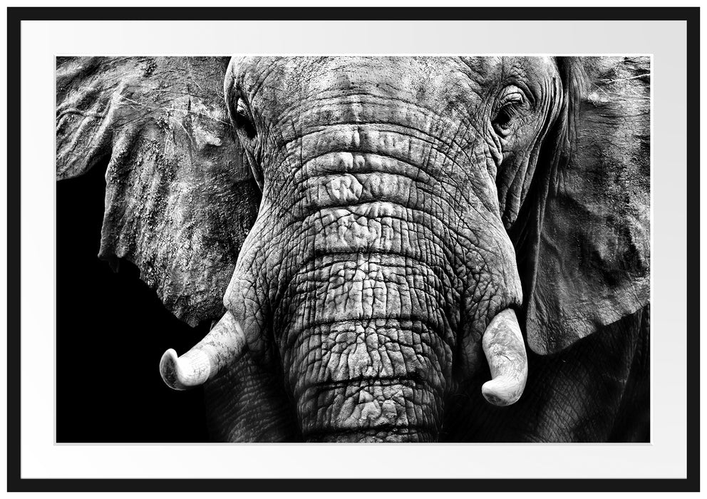 Pixxprint Elefant Porträt, im Galerie-Passepartout Bilderrahmen