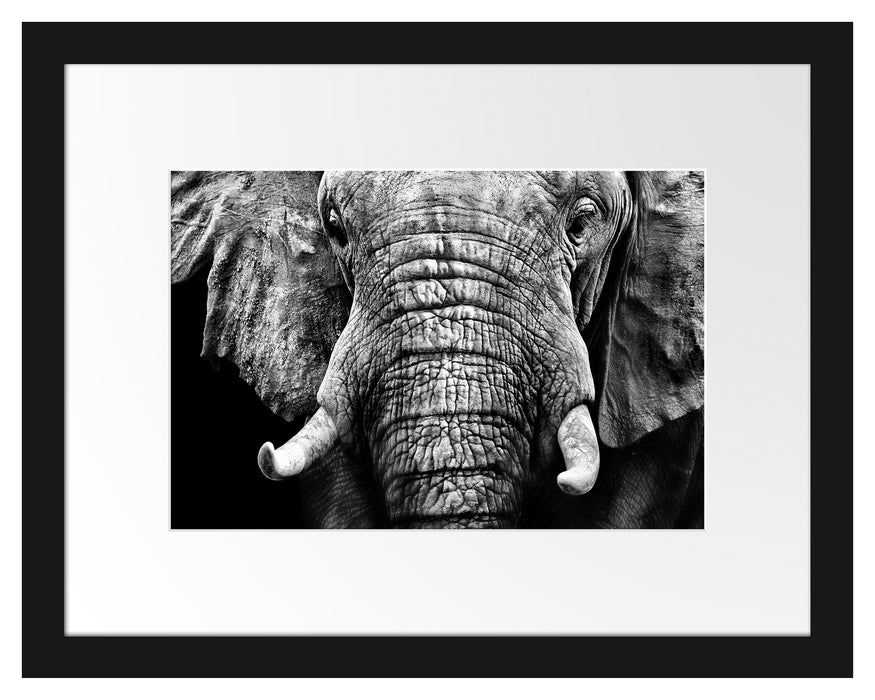 Elefant Porträt Passepartout 38x30