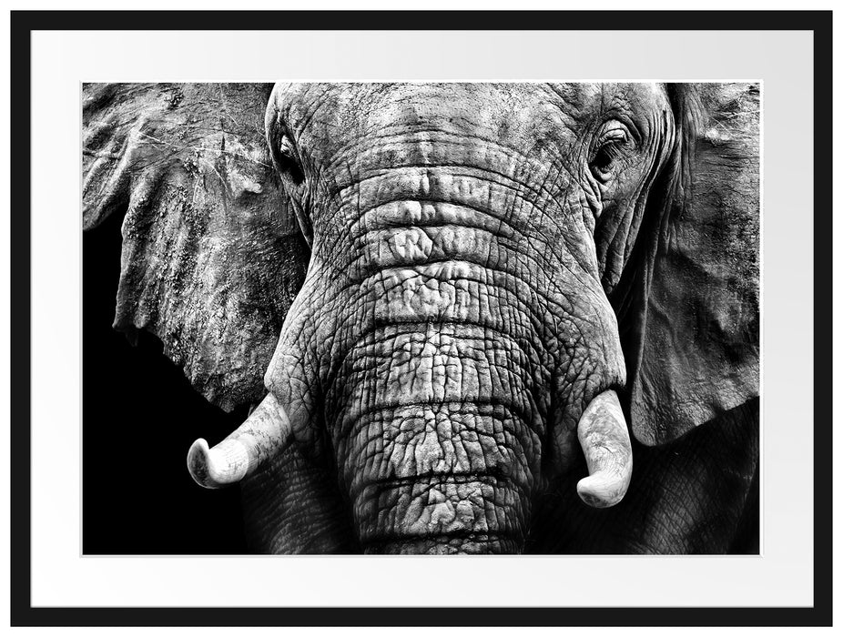 Elefant Porträt Passepartout 80x60