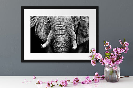 Elefant Porträt Passepartout Wohnzimmer