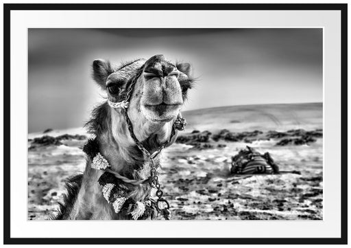 Lustiges Kamel in Wüste Passepartout 100x70