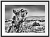 Lustiges Kamel in Wüste Passepartout 80x60