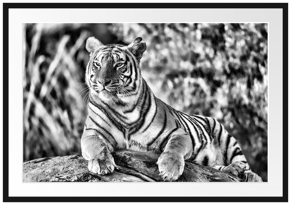 Pixxprint Stolzer Tiger, im Galerie-Passepartout Bilderrahmen