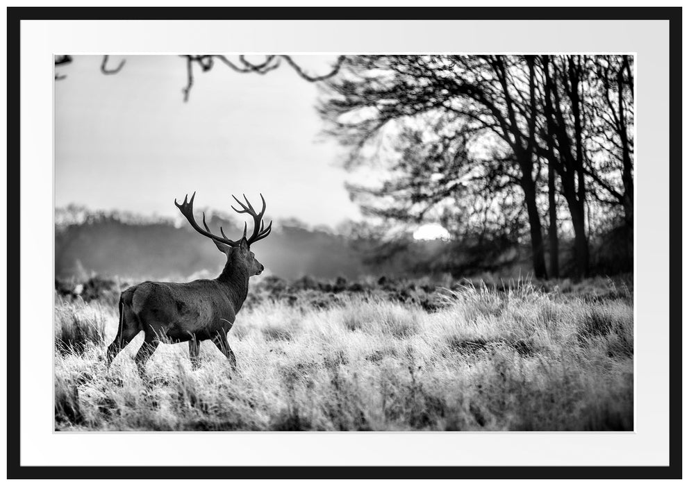 Pixxprint Hirsch im Sonnenuntergang, im Galerie-Passepartout Bilderrahmen