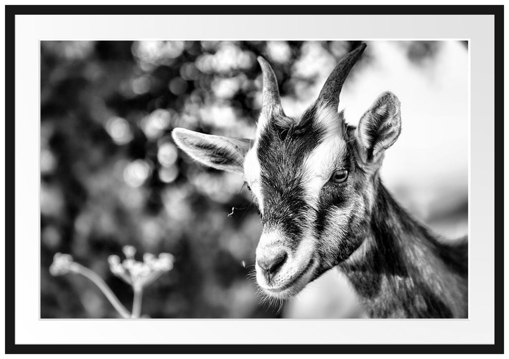 Pixxprint Niedliche Ziege, im Galerie-Passepartout Bilderrahmen