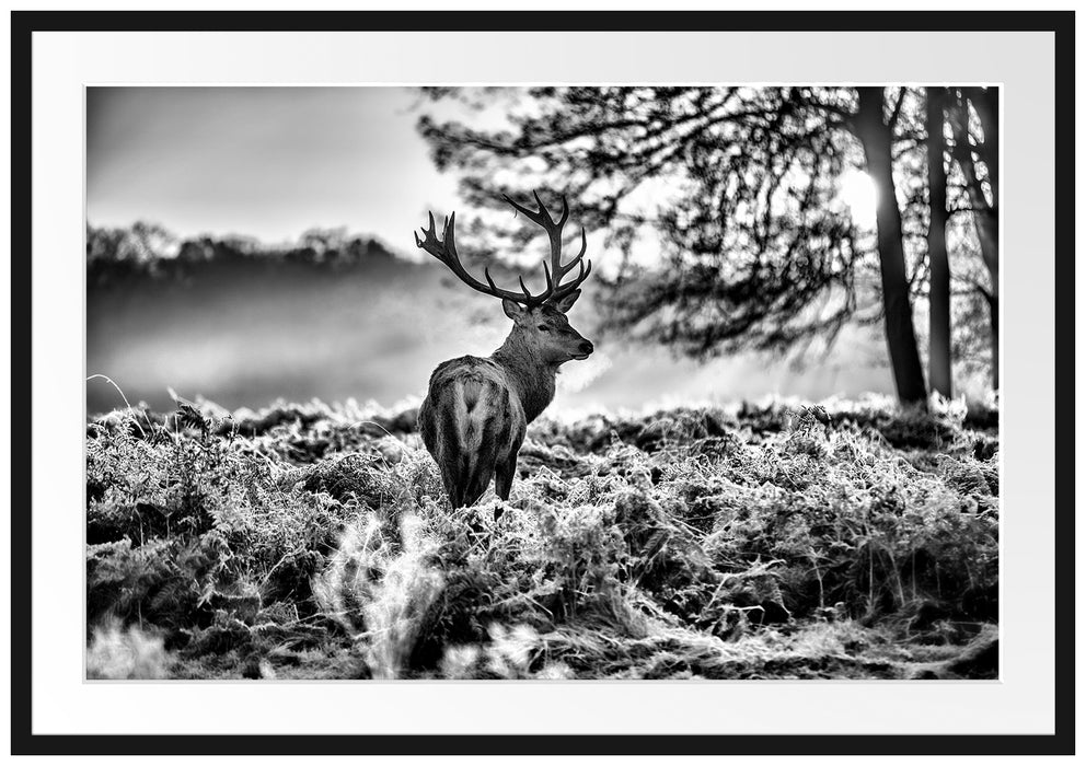 Pixxprint Hirsch im Wald, im Galerie-Passepartout Bilderrahmen
