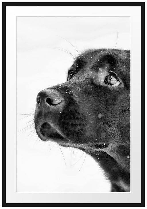 Schwarzer Labrador im Schnee Passepartout 100x70