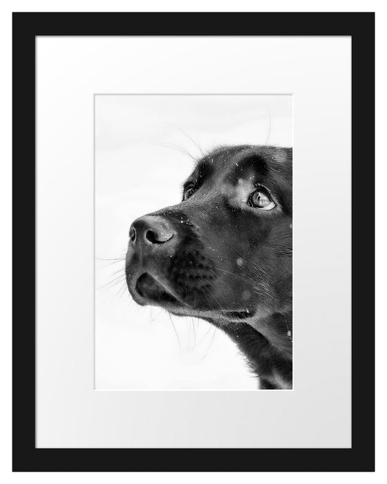 Schwarzer Labrador im Schnee Passepartout 38x30