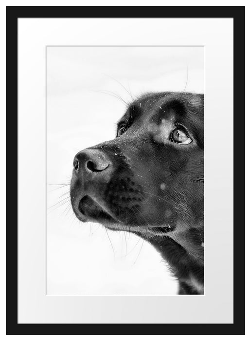 Schwarzer Labrador im Schnee Passepartout 55x40