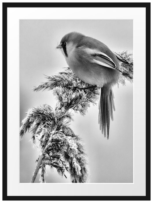 Vogel auf Weizen im Winter Passepartout 80x60