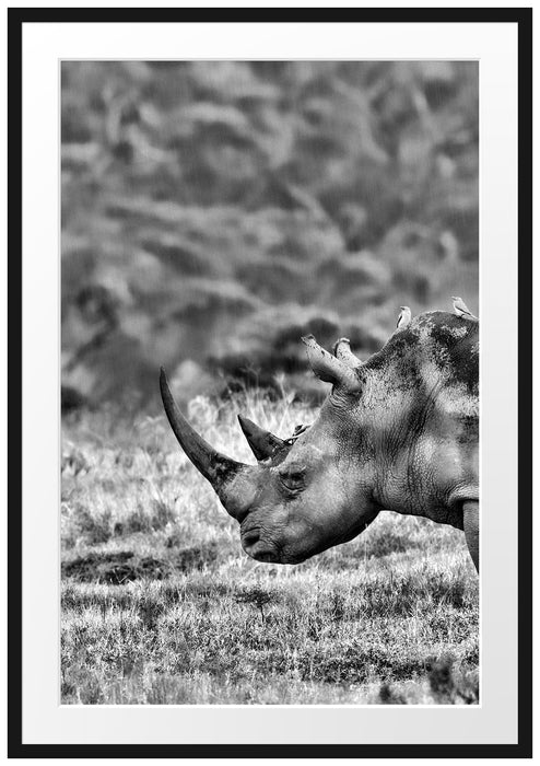 Pixxprint großes Nashorn in der Savanne, im Galerie-Passepartout Bilderrahmen