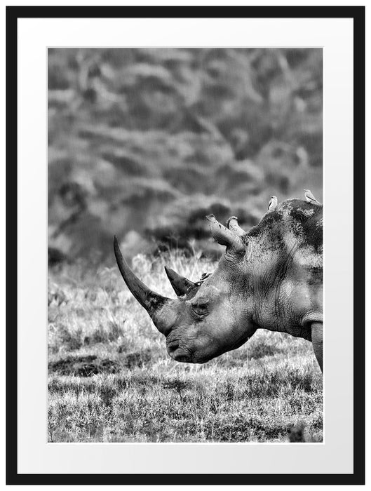 großes Nashorn in der Savanne Passepartout 80x60