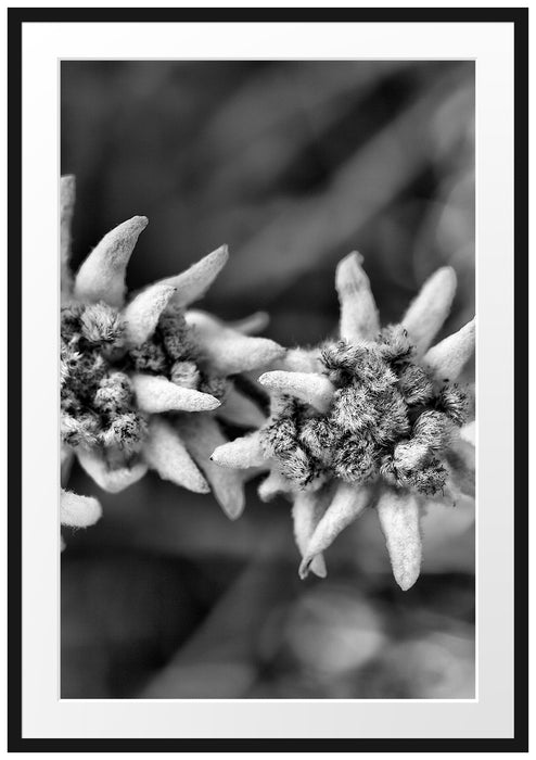 Pixxprint Weißes Edelweiß, im Galerie-Passepartout Bilderrahmen