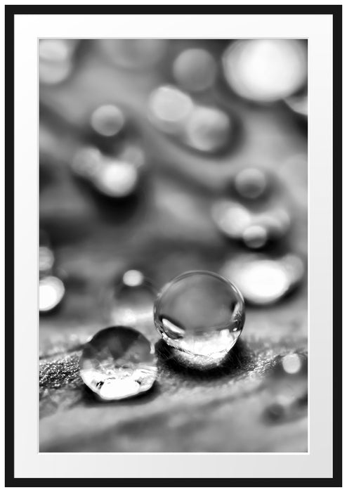 Pixxprint Wassertropfen auf Blatt, im Galerie-Passepartout Bilderrahmen