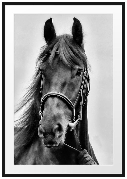 braunes Pferd Passepartout 100x70