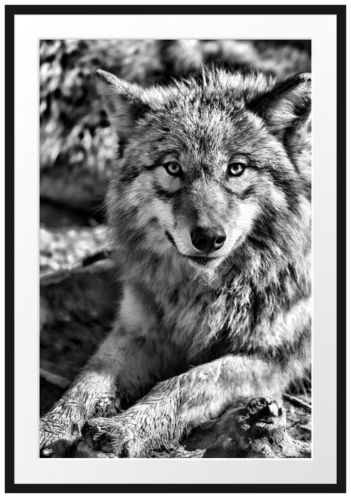 Pixxprint aufschauender Wolf, im Galerie-Passepartout Bilderrahmen