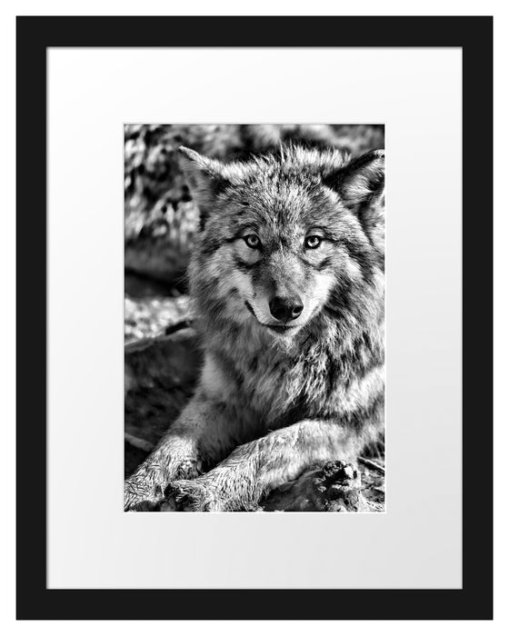 aufschauender Wolf Passepartout 38x30