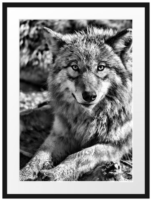 aufschauender Wolf Passepartout 80x60