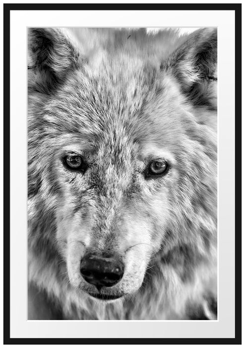 Pixxprint wunderschöner Polarwolf, im Galerie-Passepartout Bilderrahmen