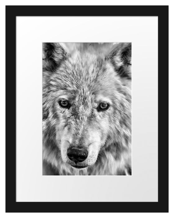 wunderschöner Polarwolf Passepartout 38x30