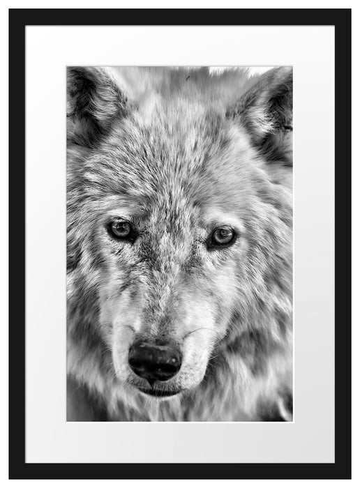 wunderschöner Polarwolf Passepartout 55x40