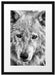 wunderschöner Polarwolf Passepartout 55x40