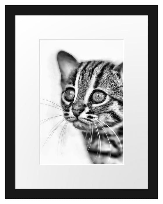 junge Marmorkatze Passepartout 38x30